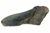Partial Fossil Megalodon Tooth - Georgia #106947-1